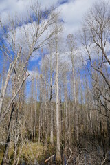 Colorful winter tree leaf in Florida