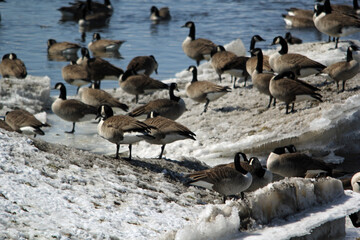 Obraz premium Flock of geese on a spring iced riverbed