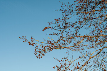 branches of a beech tree in winter