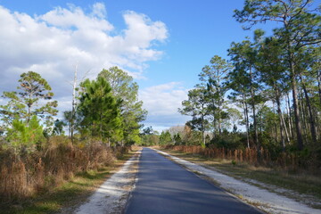 Fototapeta na wymiar Landscape of Flatwood wild park in Tampa. Florida 