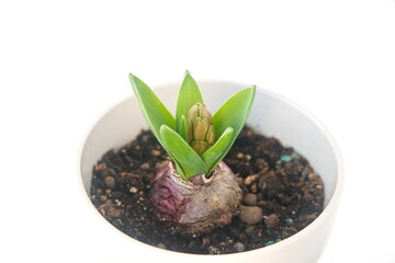 Hyacinth, hyacinths bulb, Hyacinthus orientalis, spring flower