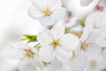 満開の桜、ソメイヨシノ
