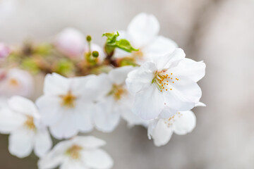 満開の桜、ソメイヨシノ