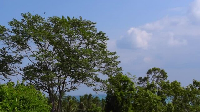 Gorgeous trees with sea in the distance in Samui Island Thailand