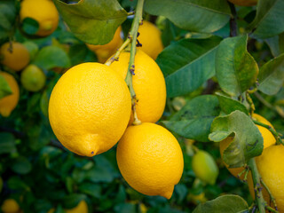 close up of ecological lemons hanging from a lemon tree