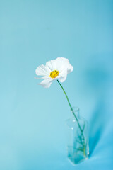 Flowers composition. White flower cosmos on blue background. Spring, summer concept. Flat lay, top view, copy space.