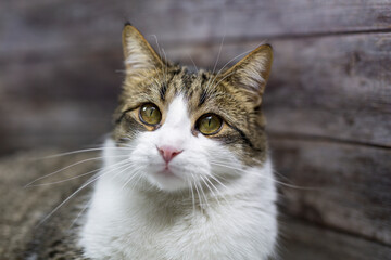 Fototapeta premium Portrait of a green-eyed tabby cat