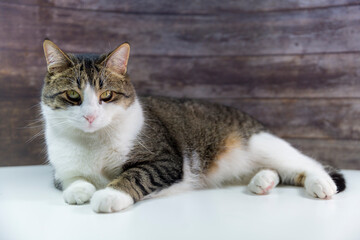 Portrait of a green-eyed tabby cat laying on the floor