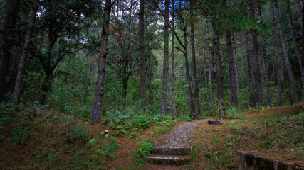 En medio del bosque, Sierra Ju&aacute;rez, Oaxaca.