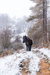 Fototapeta premium Wild horses in the aizkorri mountain of gipuzkoa. Snowy landscape by winter snows. Basque Country, Spain