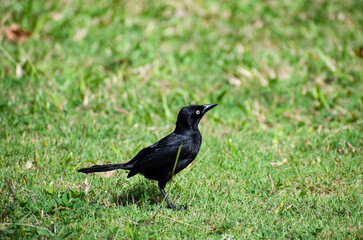 Side view of carib grackle or quiscalus lugubris bird sitting on a meadow of green grass with view of one eye, bill and tail.