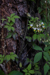 Flores y corteza