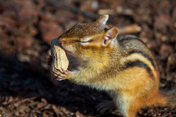 A cute chipmunk happily absorbs the scent of a peanut