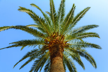 Palm trees on the Kotor embankment. Kotor. Montenegro