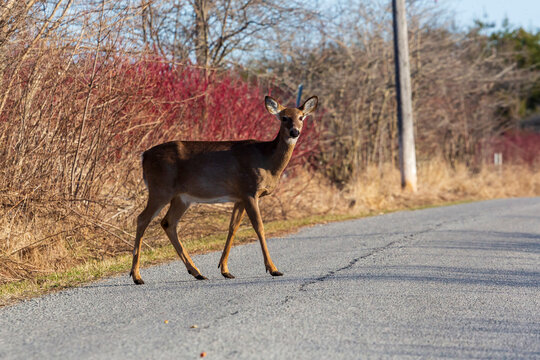 A female, adult, White-Tailed Deer ventures out of the forest and walks across a road