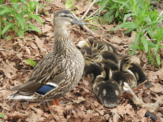Mother Duck and her Ducklings