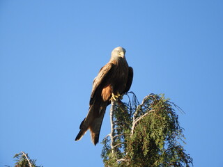 Red Kite