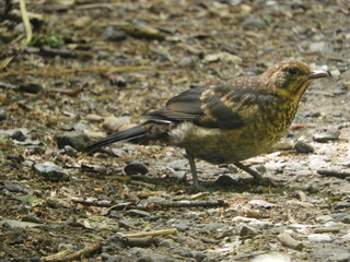 Female Blackbird
