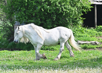 Big Horse Walking