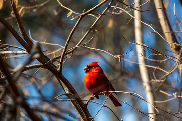 A bright male Red Northern Cardinal resting on a branch