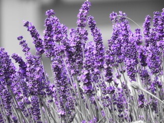 Lavender