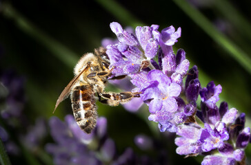 bee on a lavender closeup macro 