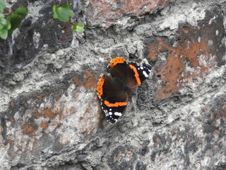 Red Admiral Butterfly