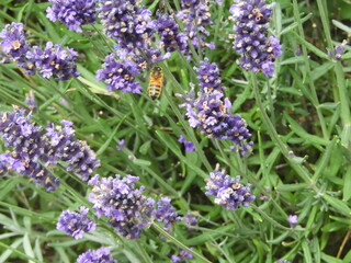 Lavender with Bee