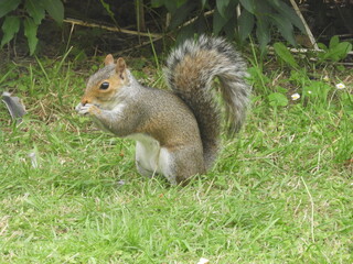 Grey Squirrel