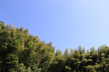 雲一つない青空の下の、竹や木々