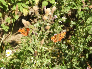Red Admiral Butterflies
