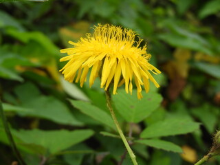 Dandelion