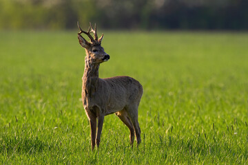 Naklejka na ściany i meble Roe deer, capreolus capreolus, buck standing on green grassland and looking around on a sunny spring day. Animal wildlife in nature illuminated at sunrise from behind with copy space