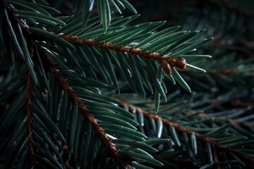 Closeup of green spruce branch