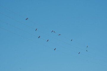Groupe d'hirondelles perchées sur des fils électriques .