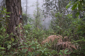 Fototapeta premium Bosque en la niebla.