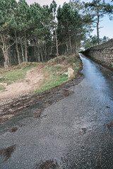 Dos caminos, camino de tierra para senderismo en Galicia y carretera asfaltada con agua