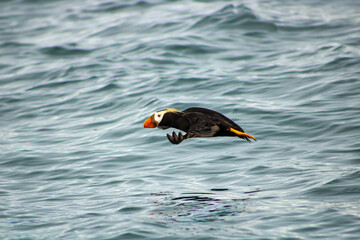 Puffin in flight