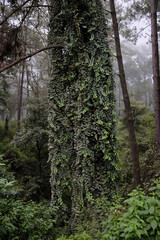 Fototapeta premium Bosque en la niebla.
