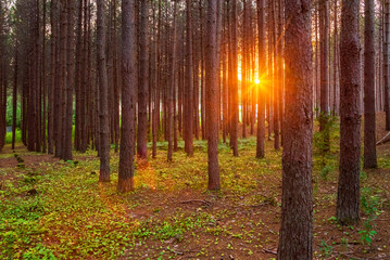 Warm golden sunrays glow through a forest of pine, spruce, juniper, and birch trees.