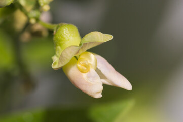 Detail of a carob flower (Phaseolus lunatus)