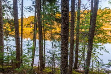 Trees next to a river in a summer landscape. Strathgartney Provincial Park, Prince Edward Island,...