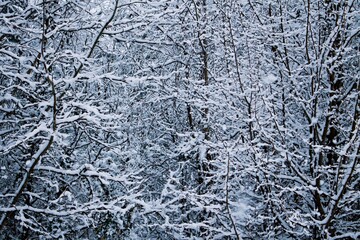 snow on branches 