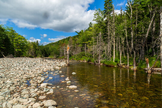 River In Acadian Forest In Canadian Landscape In Nova Scotia