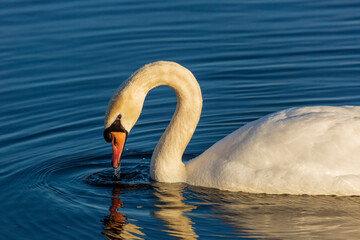 Obraz premium A Mute White Swan (Cygnus olor) raises their head from the waters