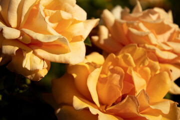 yellow roses in garden