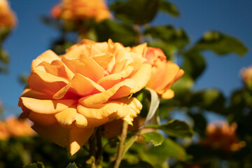 Yellow rose in garden