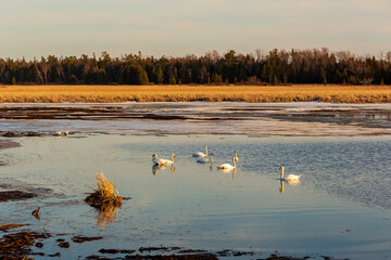 A flock of Mute White Swan (Cygnus olor), from the Canadian Wildlife, as they drift along the gentle waters.