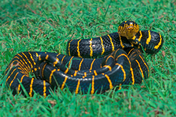Gold Ringed Snake