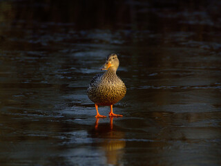 Mallard Duck walking on ice